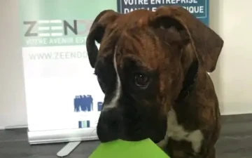 Holly, Mascotte de LORI